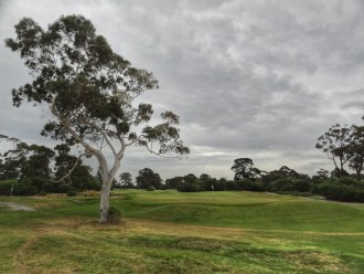 Faszinierender Baum an Grün 11 von Kingston Heath