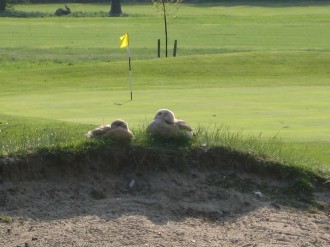 Die Tierwelt von Richmond Park